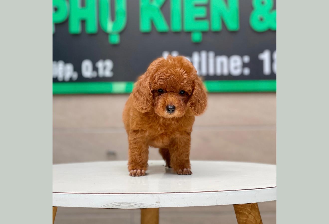Poodle Toy - Màu Nâu (MS 19)