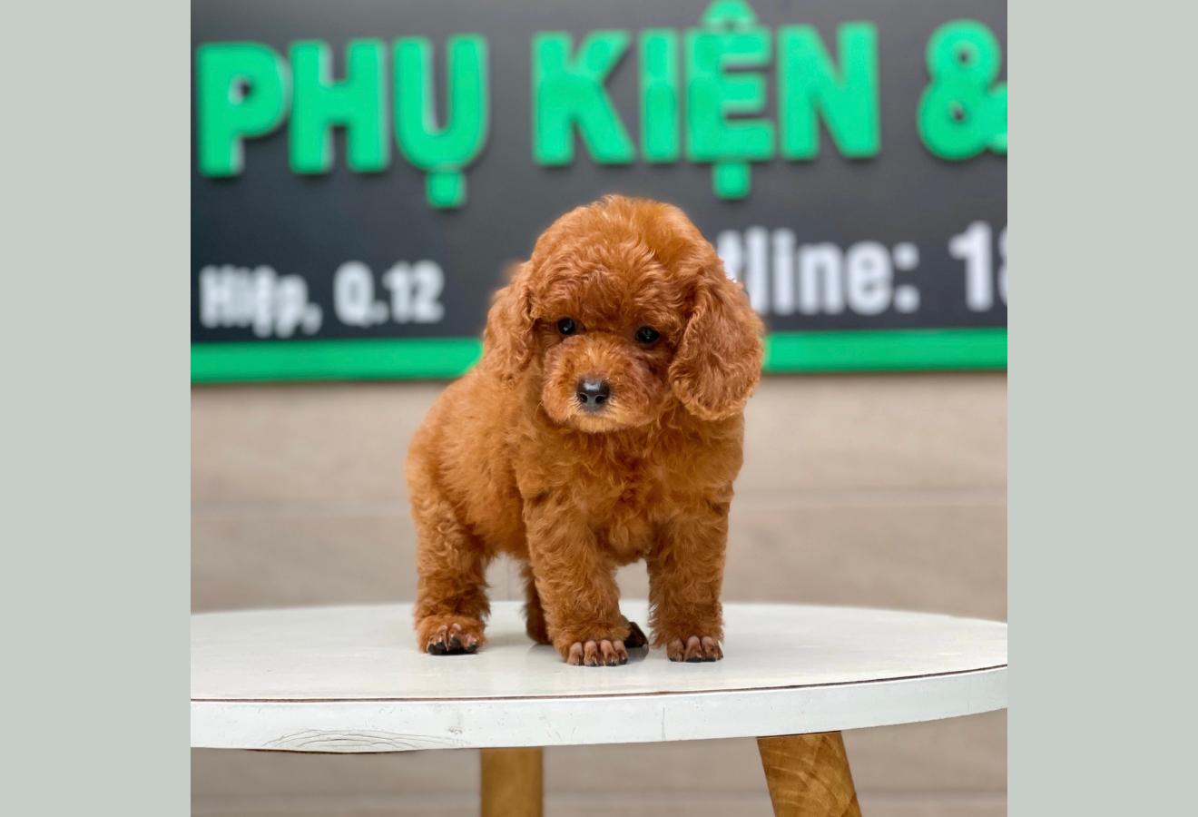 Poodle Toy - Màu Nâu (MS 19)