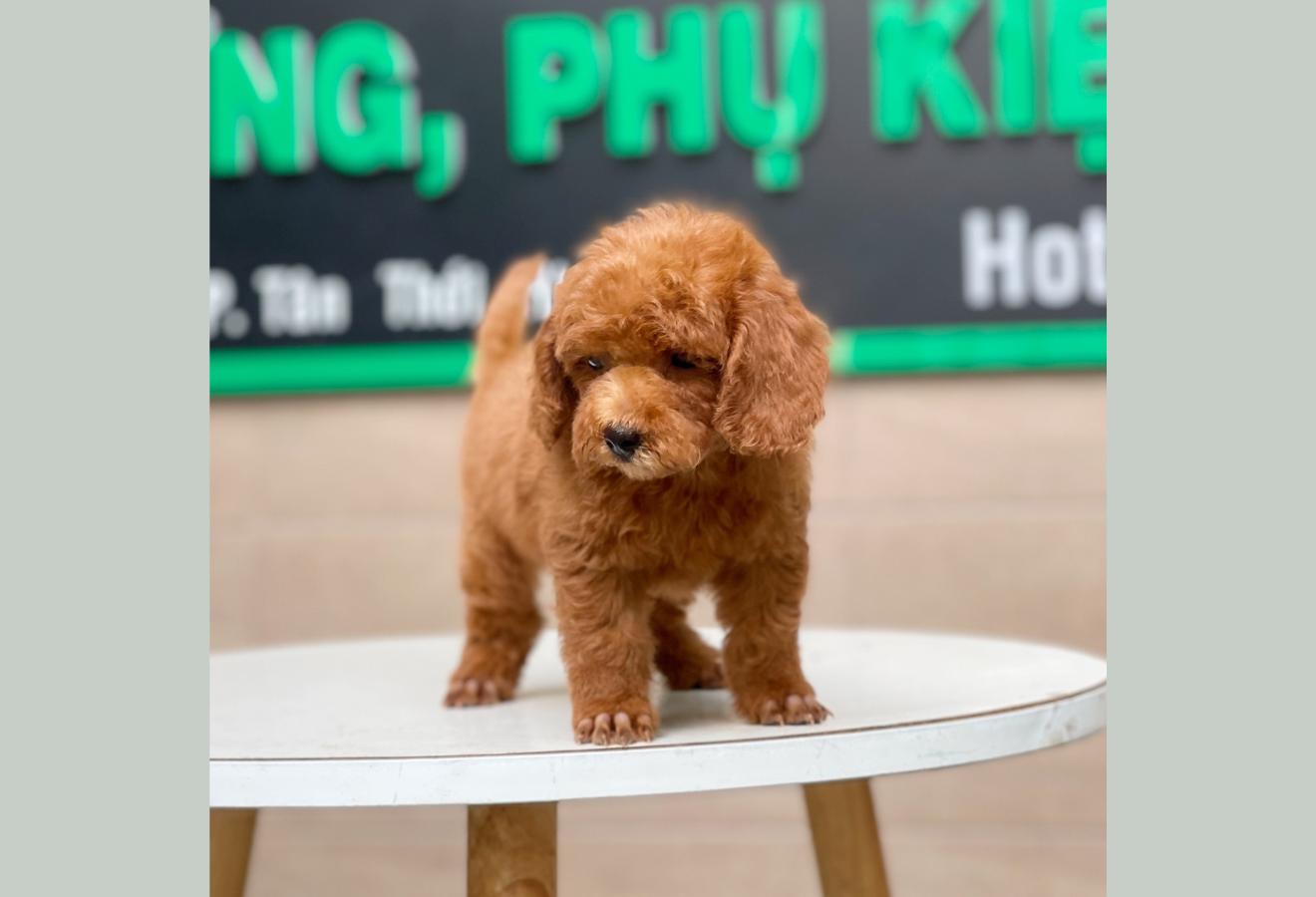Poodle Toy - Màu Nâu (MS 20)