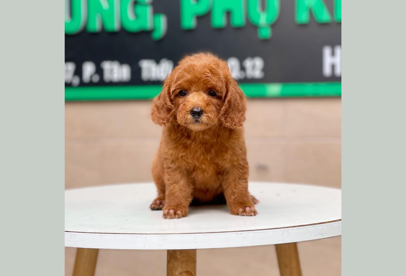 Poodle Toy - Màu Nâu (MS 20)