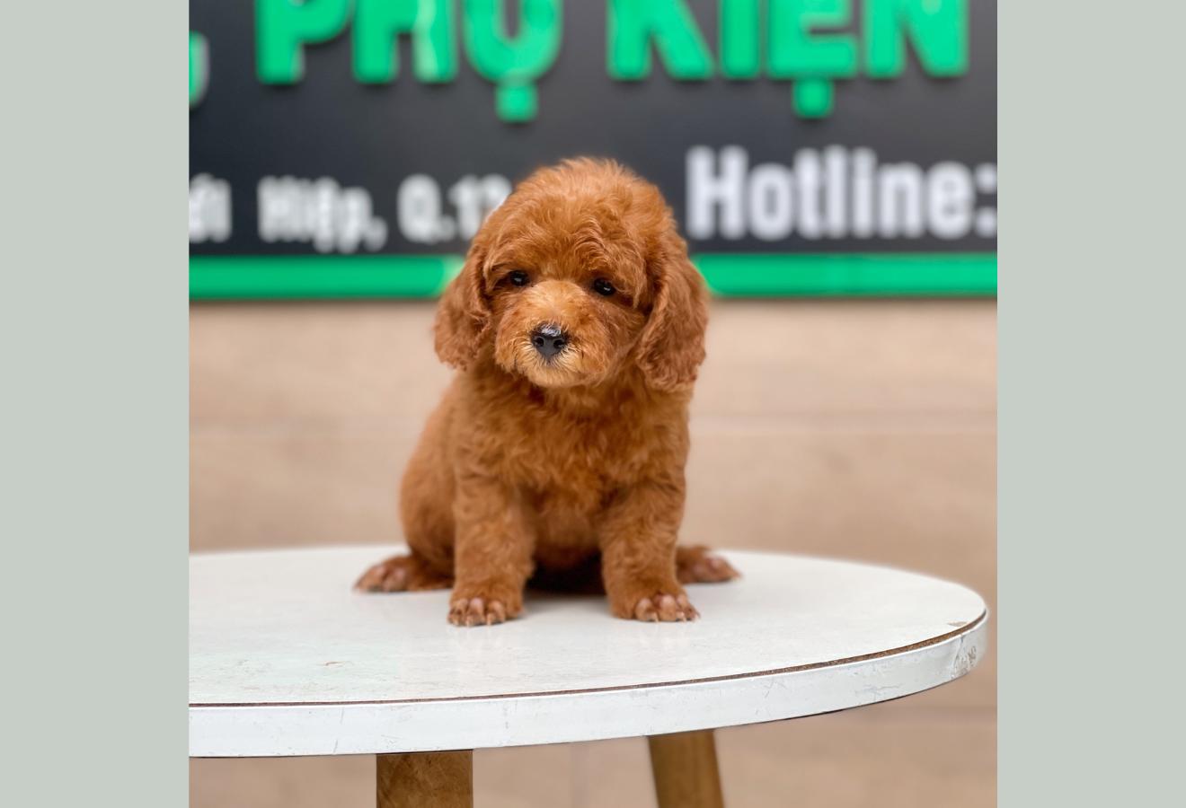 Poodle Toy - Màu Nâu (MS 20)