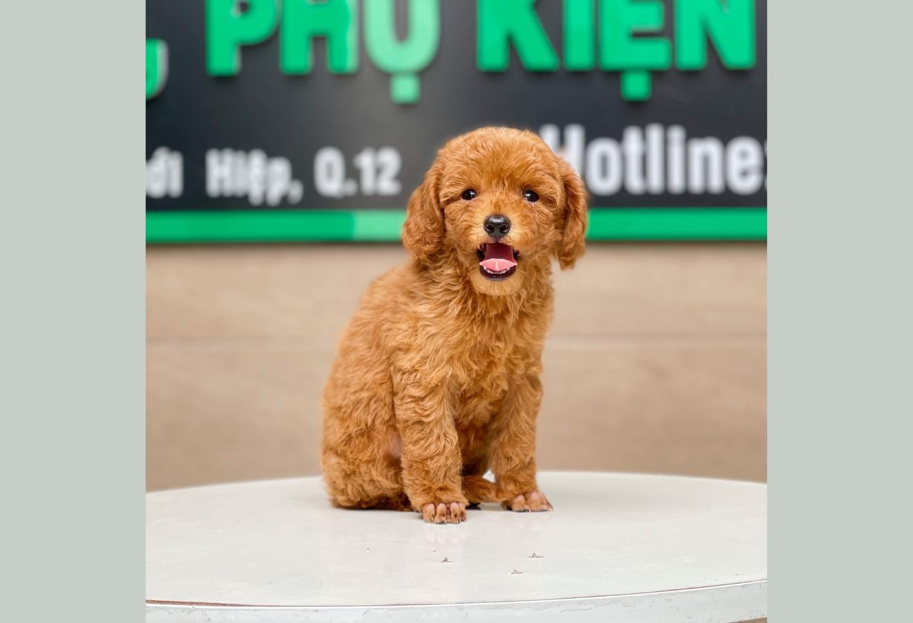 Poodle Toy - Màu Nâu (MS 21)