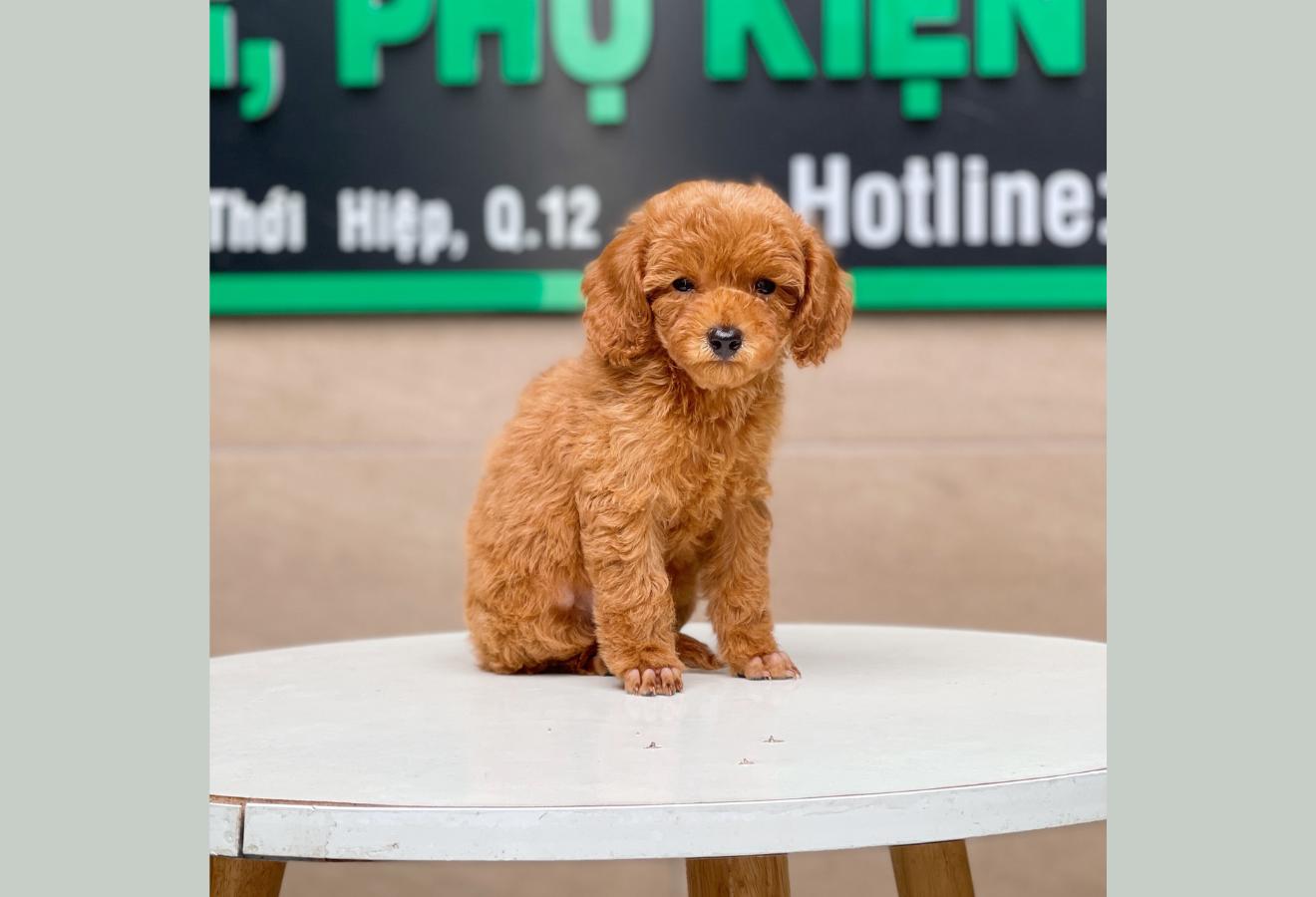 Poodle Toy - Màu Nâu (MS 21)