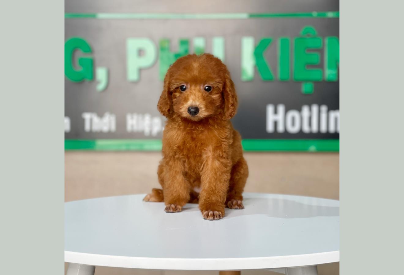 Poodle Toy - Màu Nâu (MS 22)