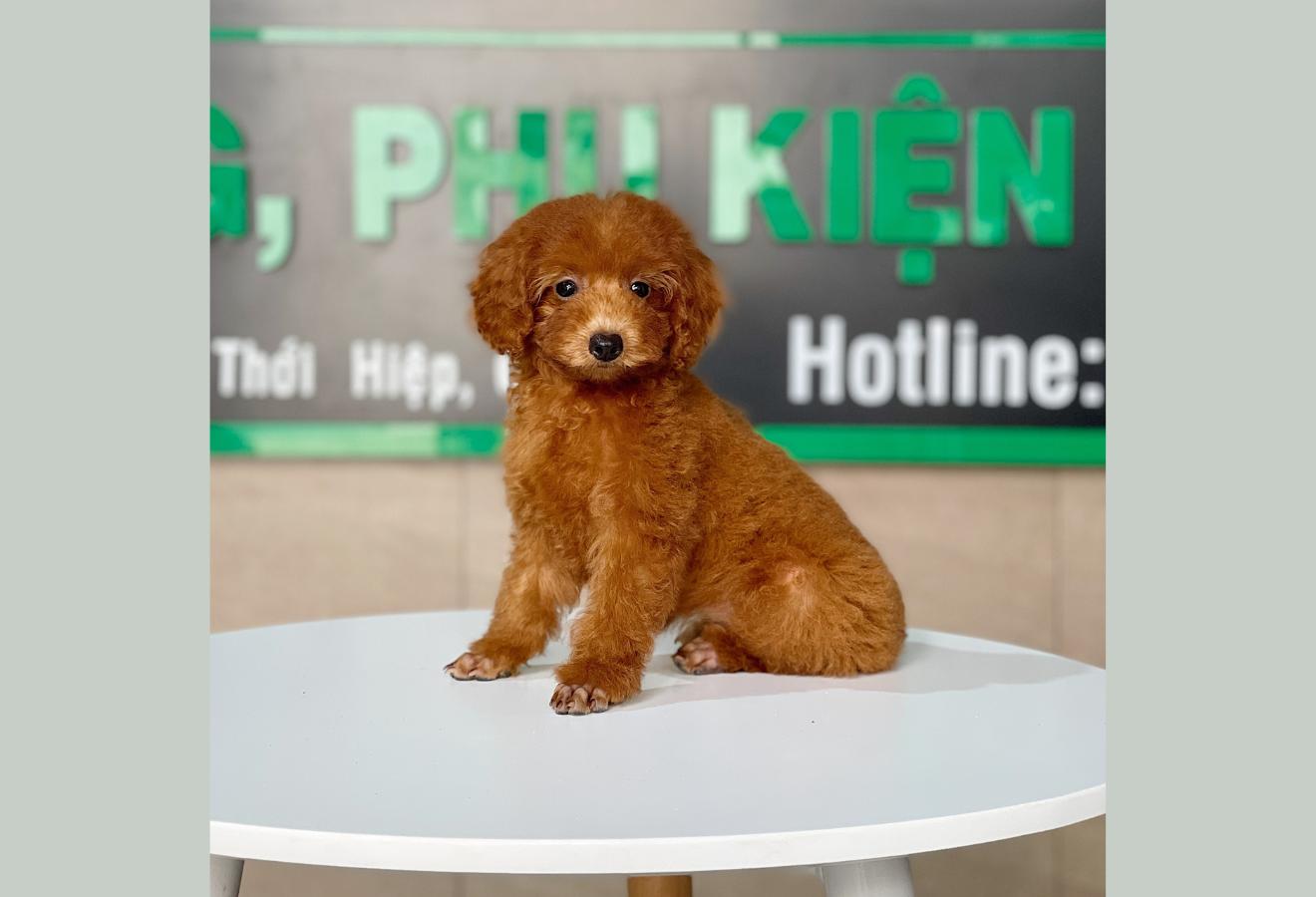 Poodle Toy - Màu Nâu (MS 22)