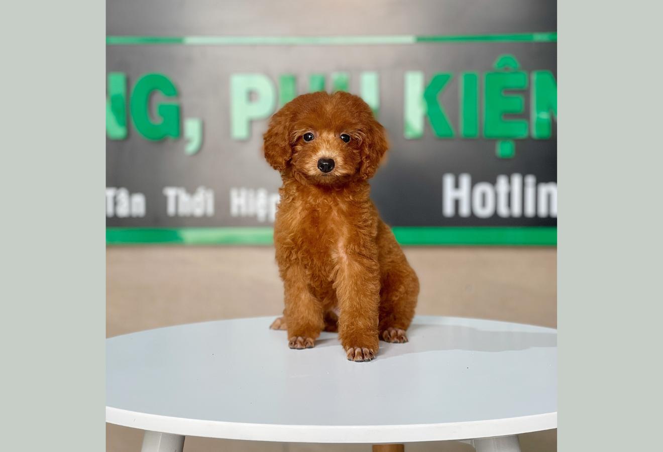 Poodle Toy - Màu Nâu (MS 22)