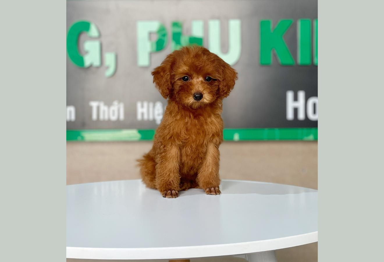 Poodle Toy - Màu Nâu (MS 23)