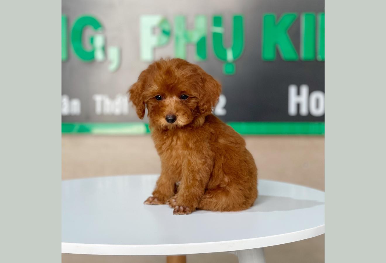 Poodle Toy - Màu Nâu (MS 23)