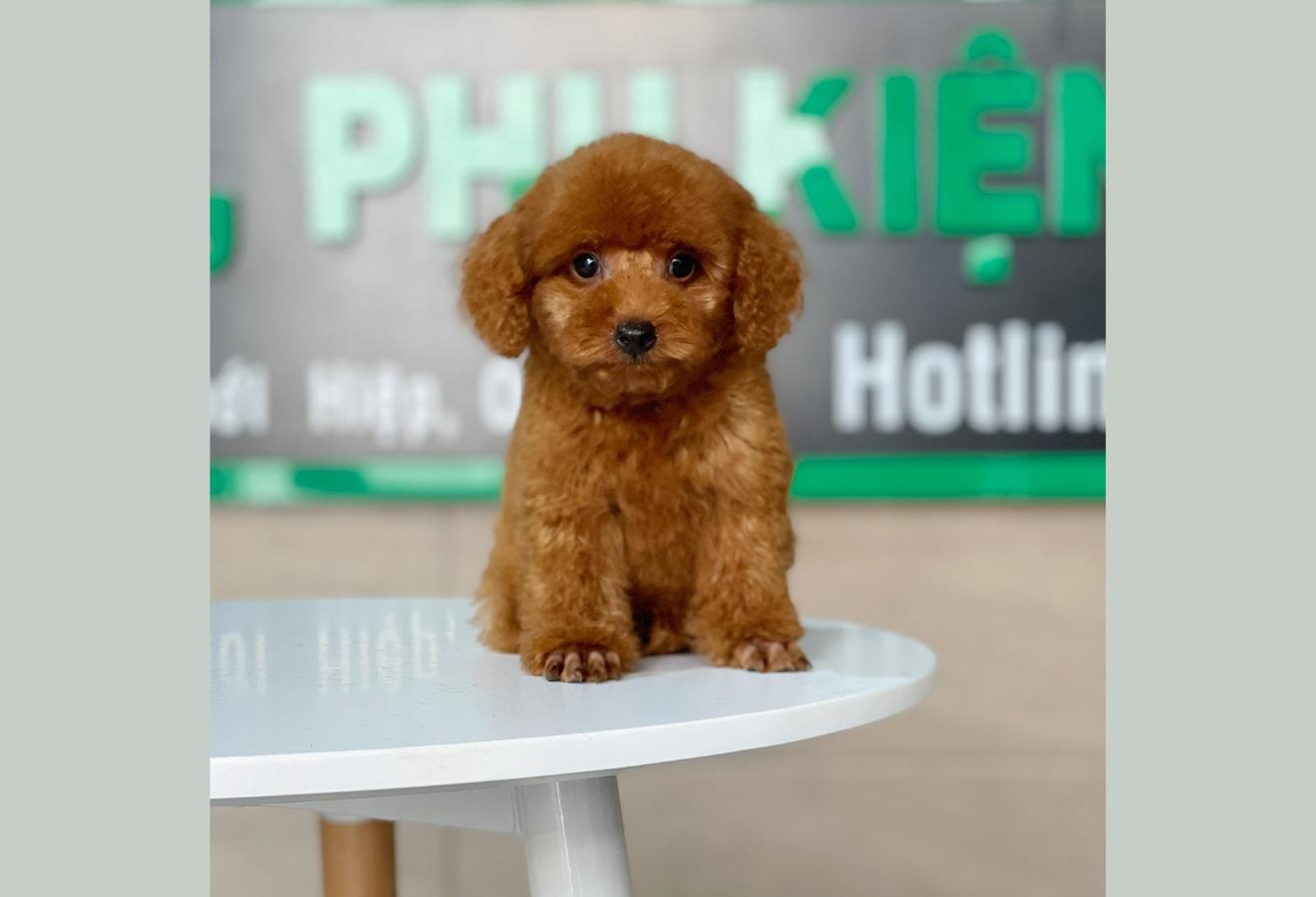Poodle Toy - Màu Nâu (MS 24)