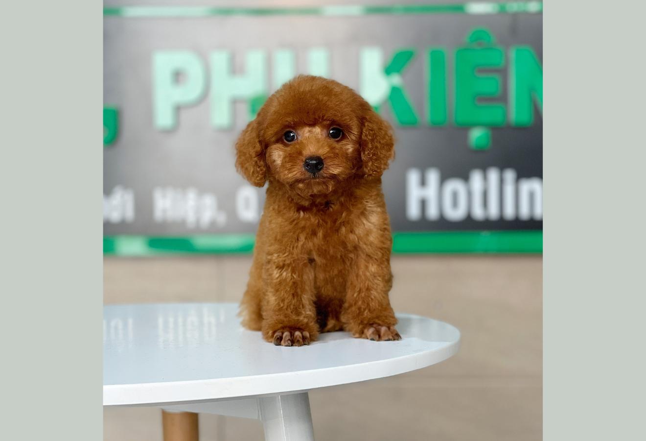 Poodle Toy - Màu Nâu (MS 24)