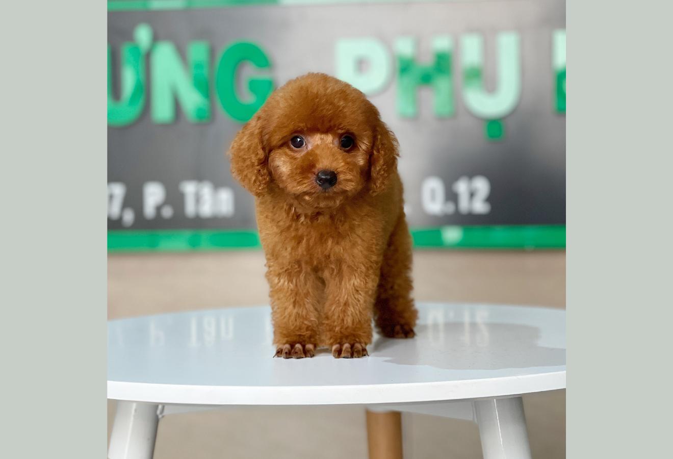 Poodle Toy - Màu Nâu (MS 24)
