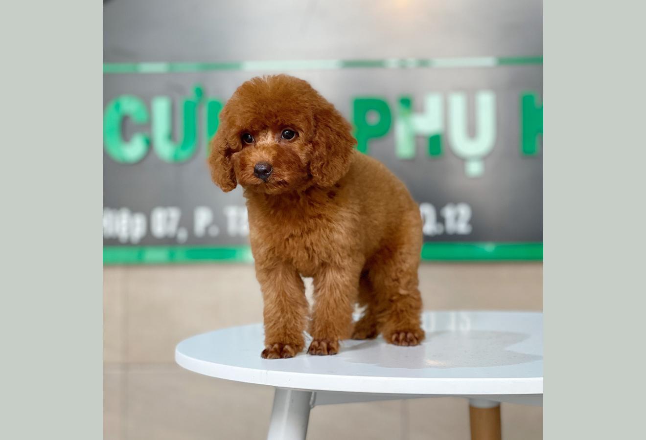 Poodle Toy - Màu Nâu (MS 25)