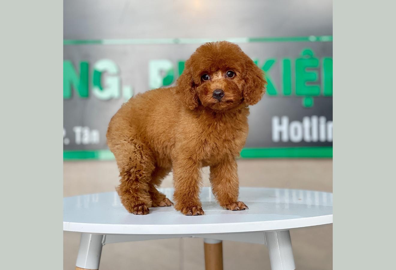 Poodle Toy - Màu Nâu (MS 25)