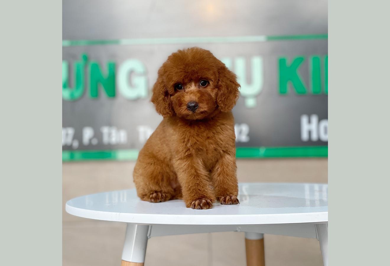 Poodle Toy - Màu Nâu (MS 25)
