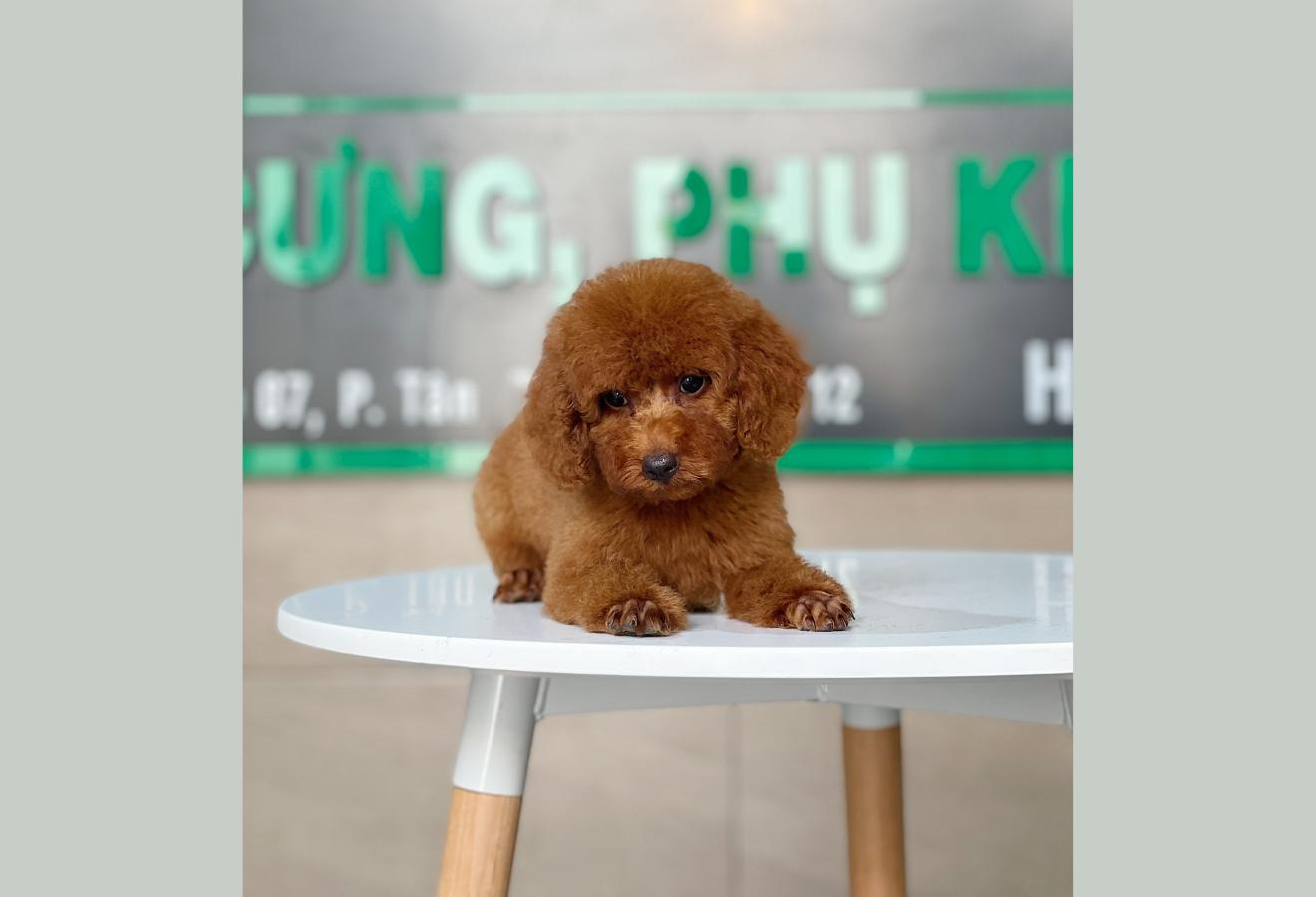Poodle Toy - Màu Nâu (MS 25)