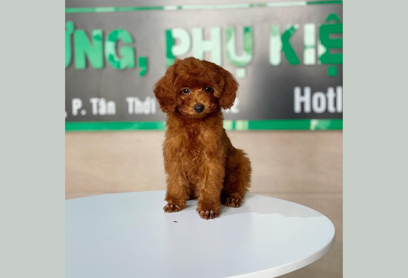 Poodle Toy - Màu Nâu (MS 26)