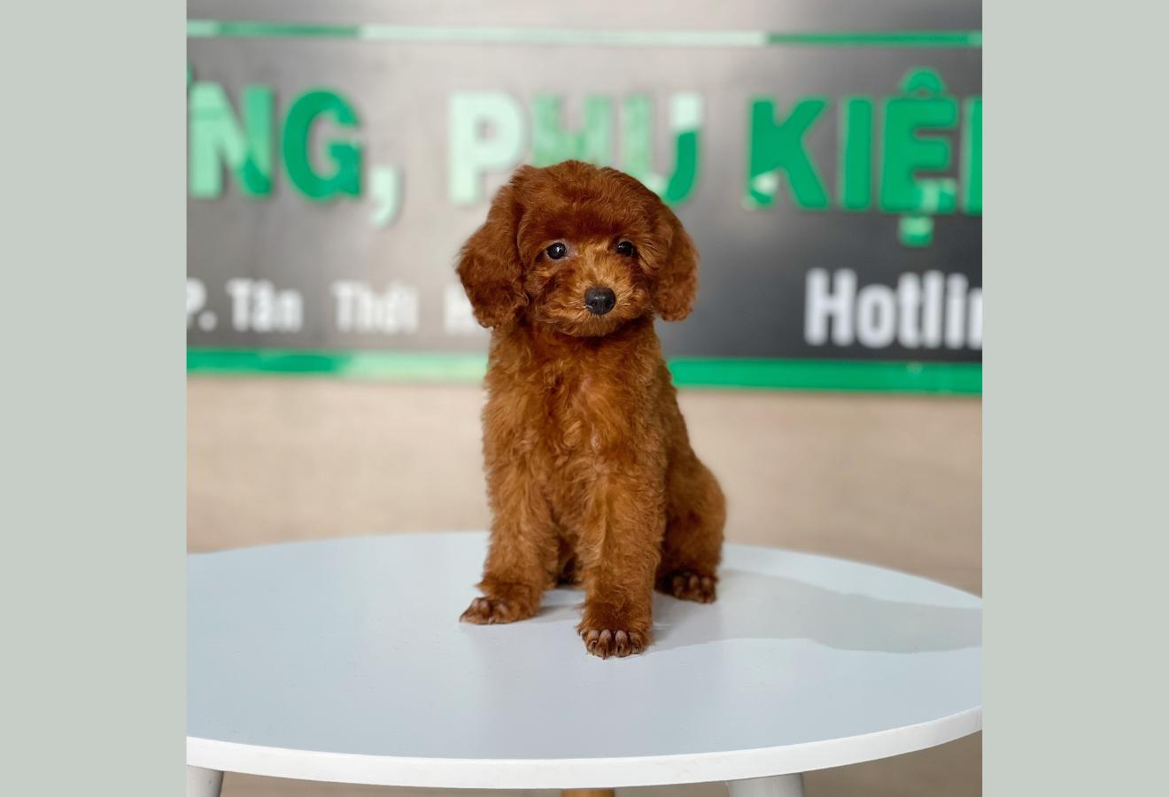 Poodle Toy - Màu Nâu (MS 26)