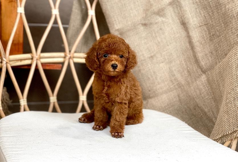 Poodle Toy - Màu Nâu (MS 27)