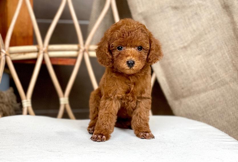 Poodle Toy - Màu Nâu (MS 27)