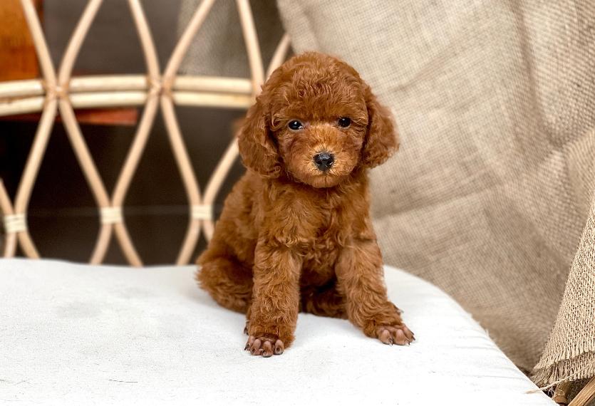 Poodle Toy - Màu Nâu (MS 27)
