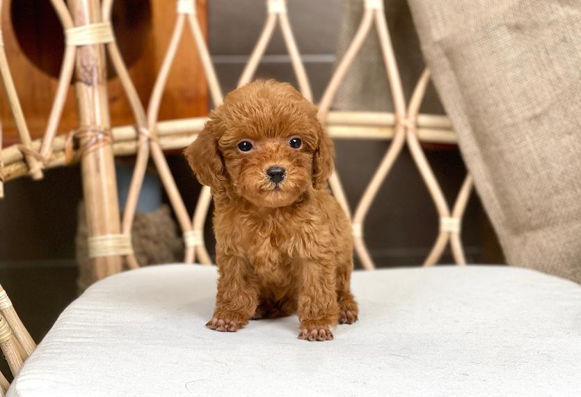 Poodle Toy - Màu Nâu (MS 29)