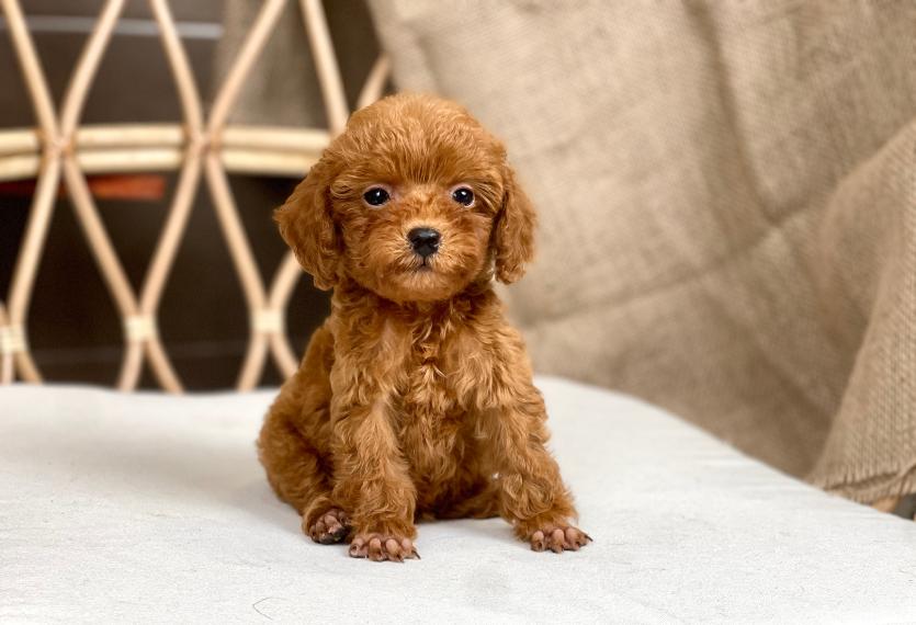 Poodle Toy - Màu Nâu (MS 29)