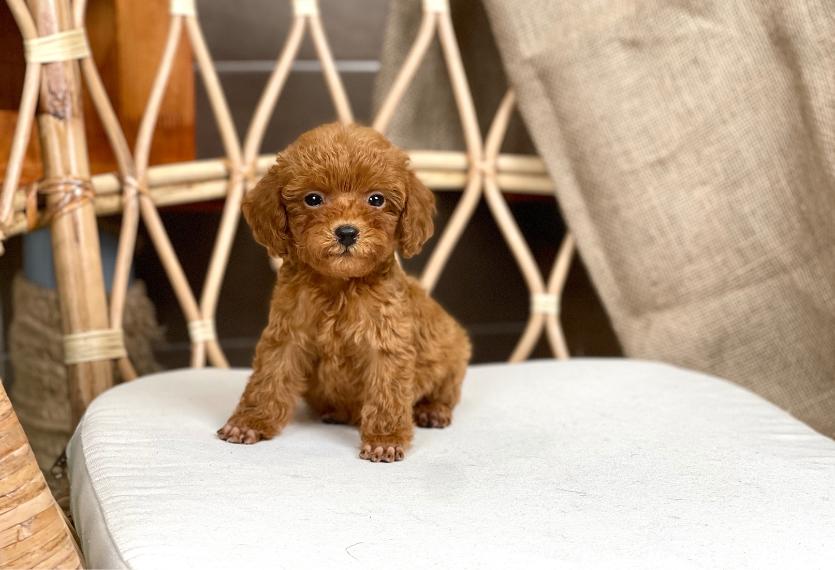 Poodle Toy - Màu Nâu (MS 29)