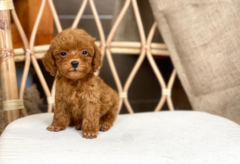 Poodle Toy - Màu Nâu (MS 29)