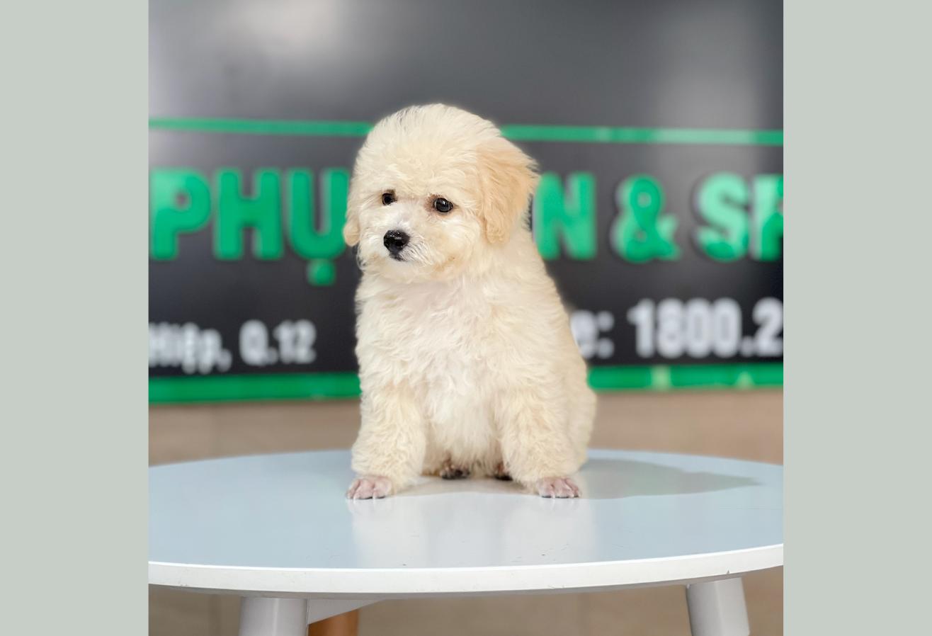 Poodle Toy - Màu Kem (MS 04)