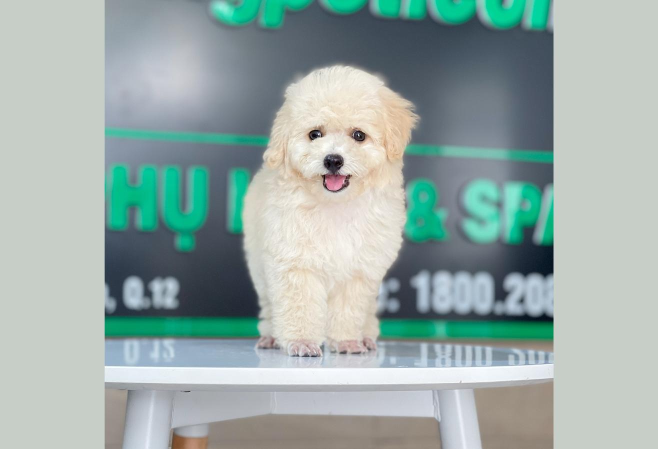 Poodle Toy - Màu Kem (MS 04)