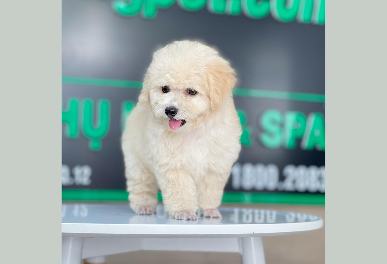 Poodle Toy - Màu Kem (MS 04)