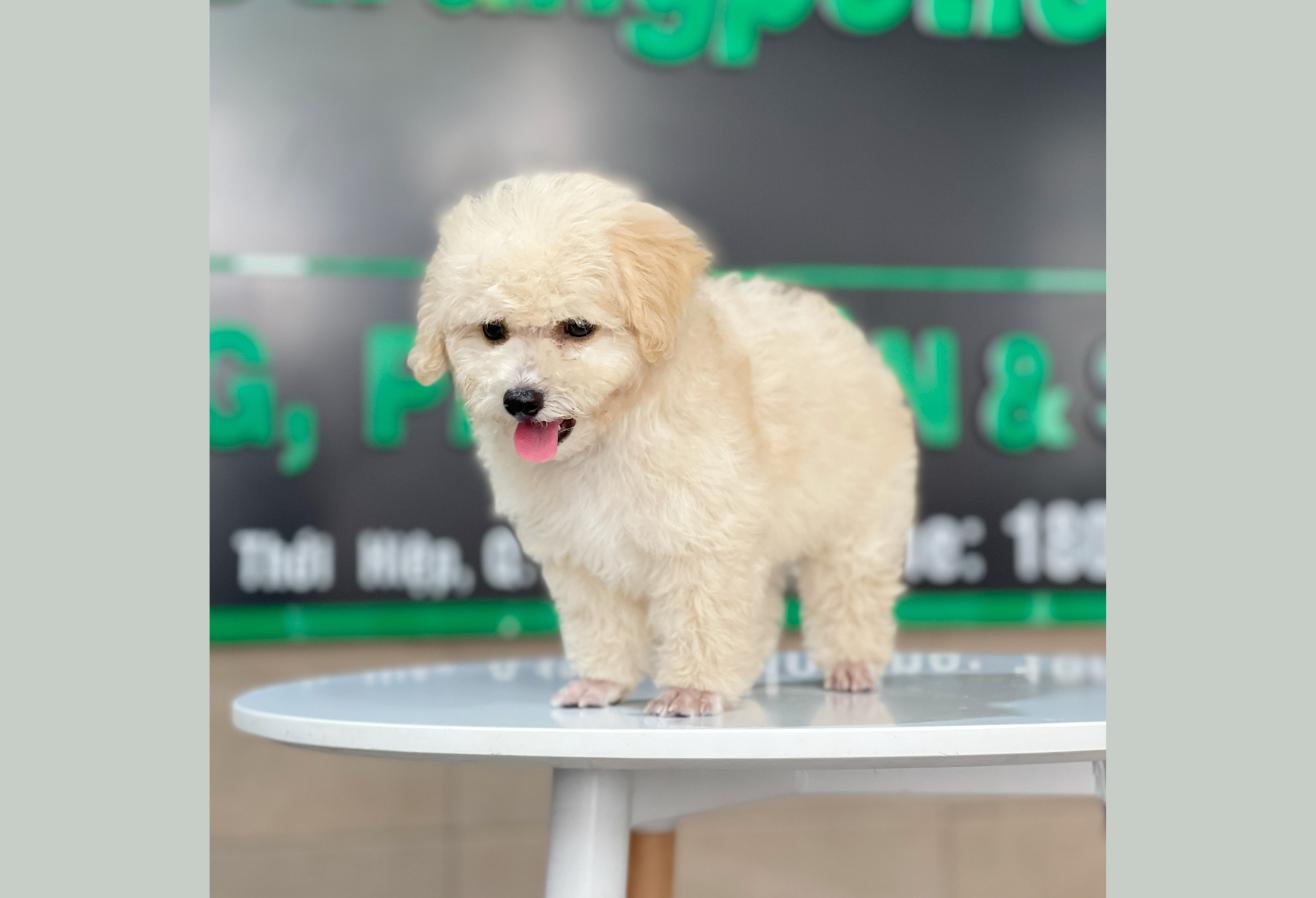 Poodle Toy - Màu Kem (MS 04)