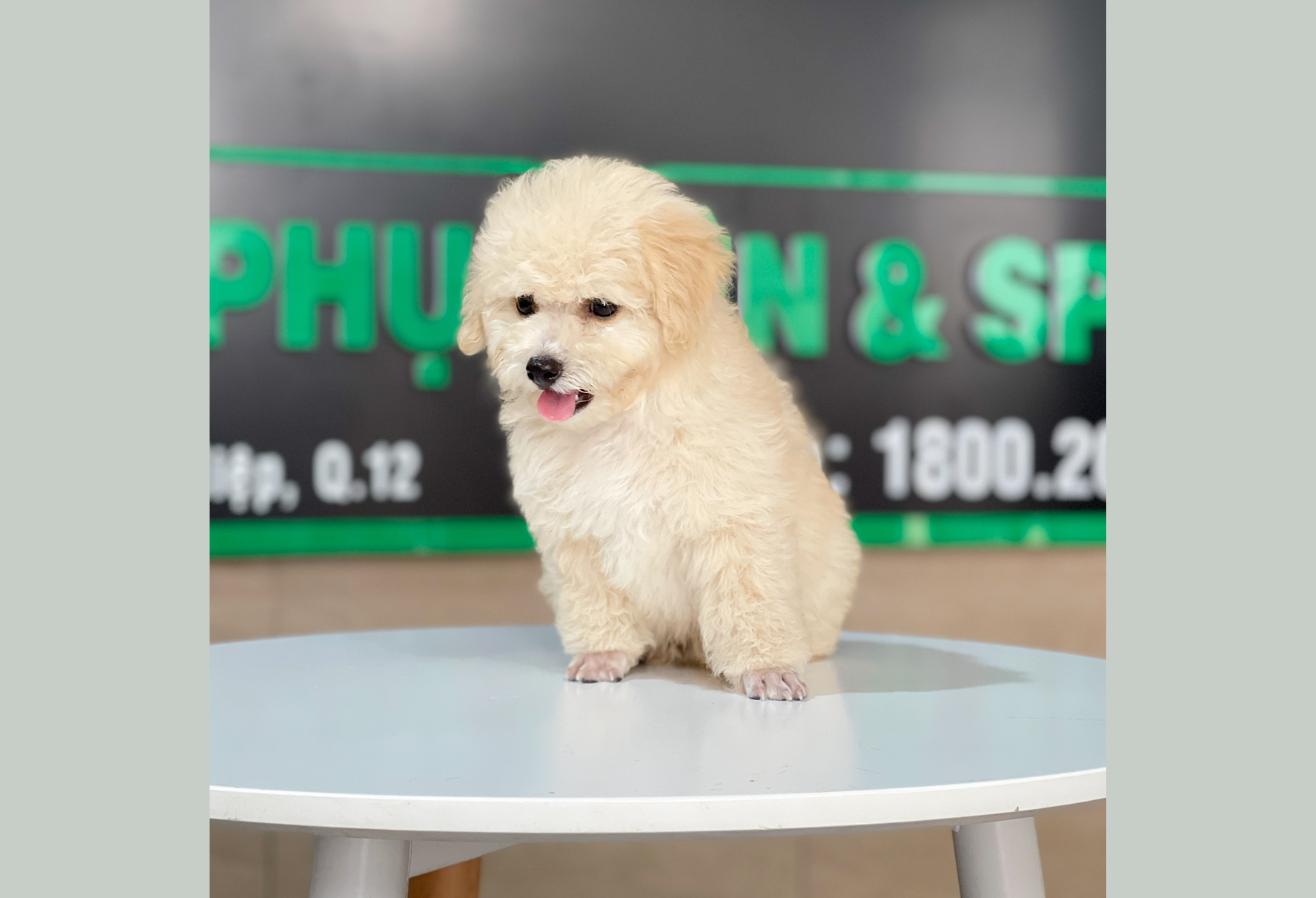 Poodle Toy - Màu Kem (MS 04)