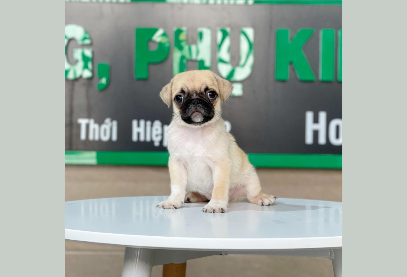 Pug - Màu Vàng Kem (MS 01)