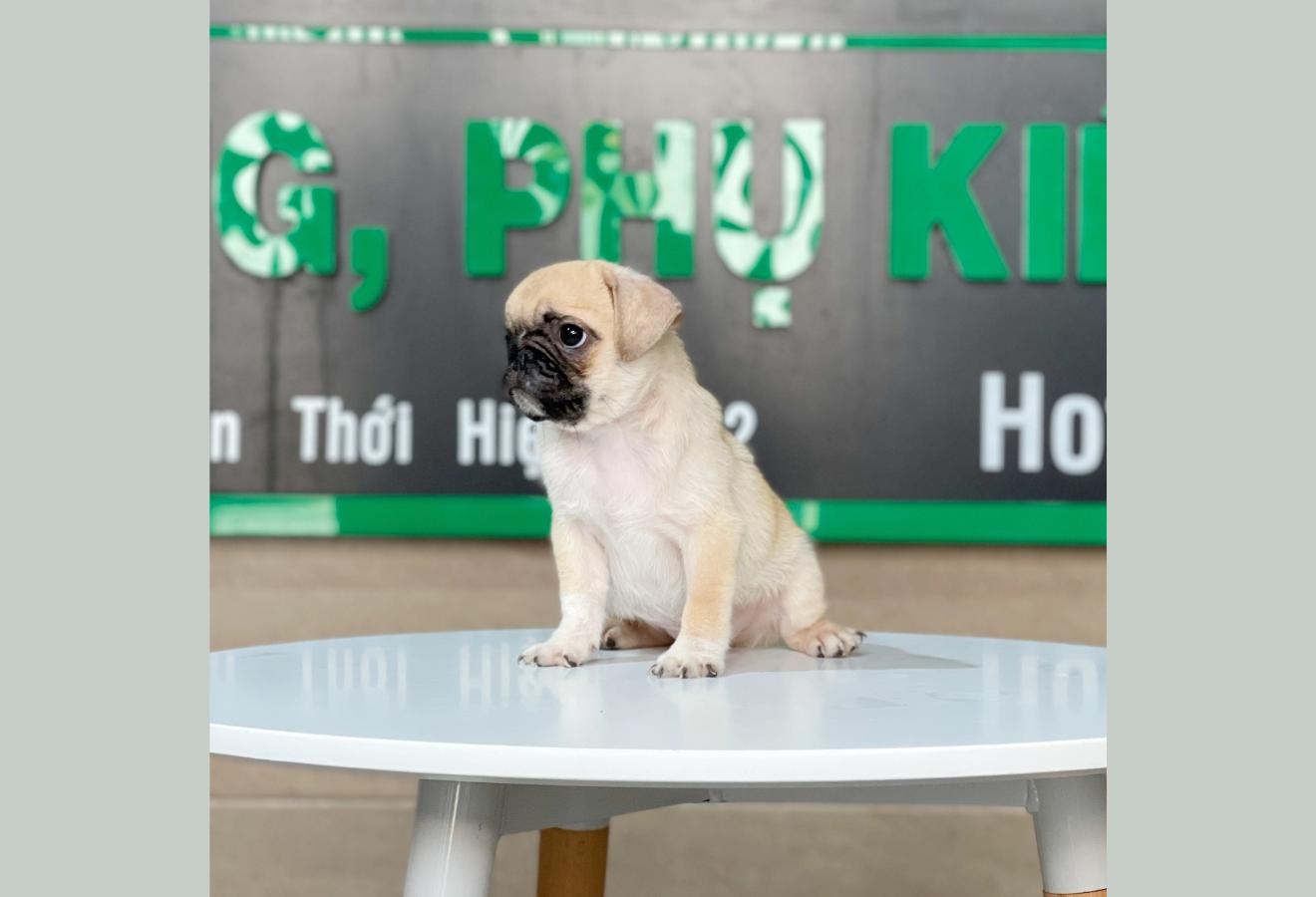 Pug - Màu Vàng Kem (MS 01)