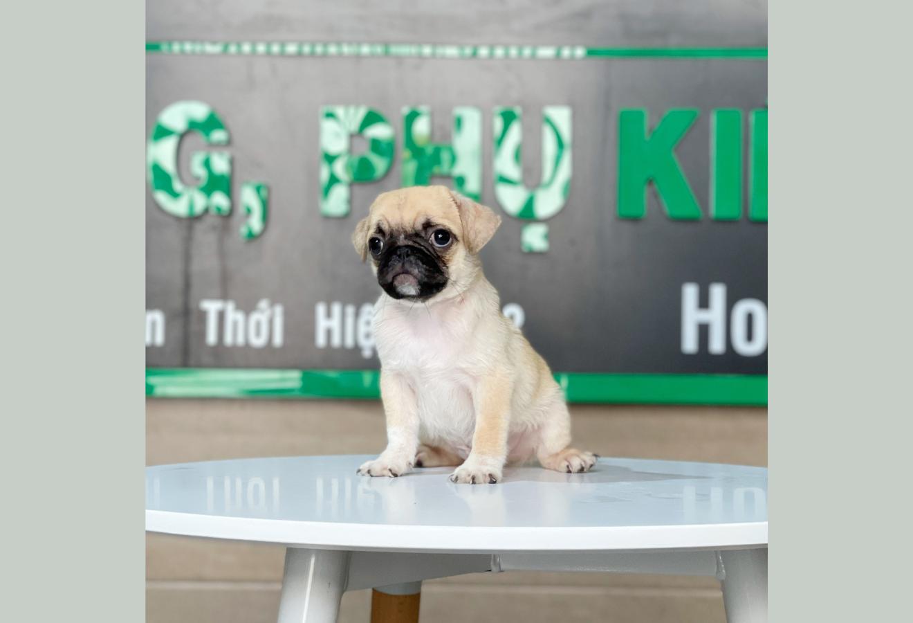 Pug - Màu Vàng Kem (MS 01)