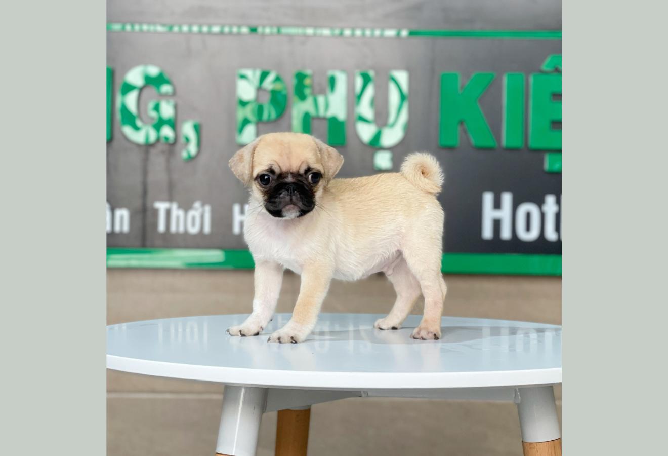 Pug - Màu Vàng Kem (MS 01)