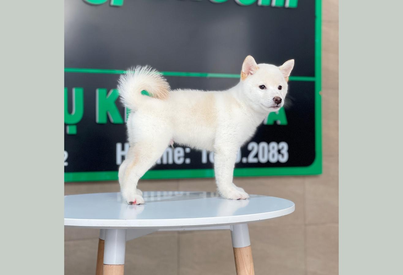 Shiba Inu - Màu Kem (MS 01)