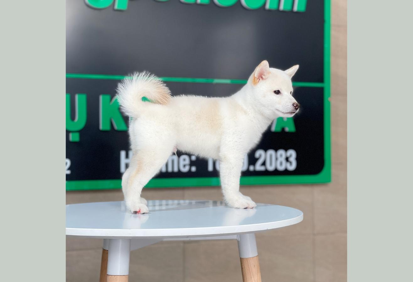 Shiba Inu - Màu Kem (MS 01)