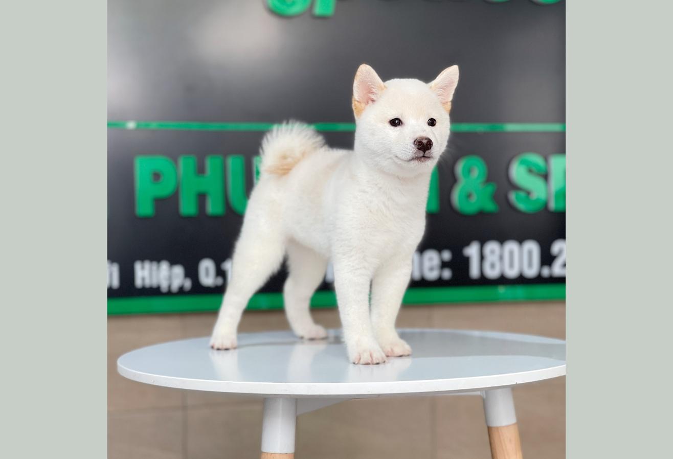 Shiba Inu - Màu Kem (MS 01)