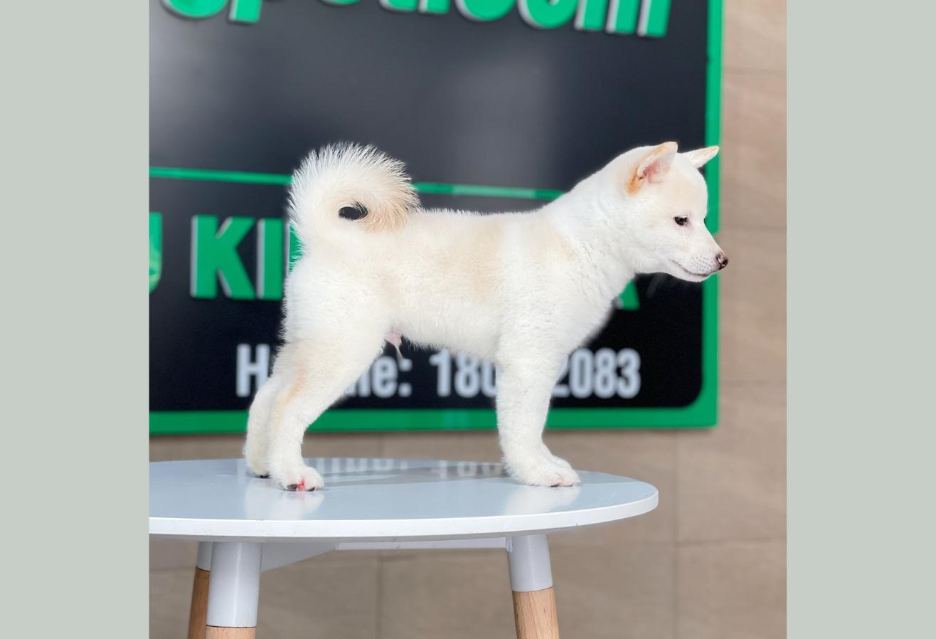 Shiba Inu - Màu Kem (MS 01)