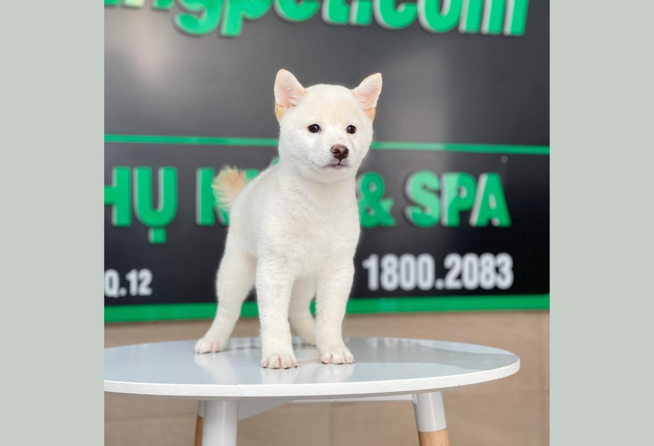 Shiba Inu - Màu Kem (MS 01)