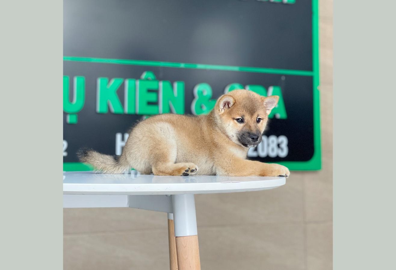 Shiba Inu - Màu Vàng (MS 02)