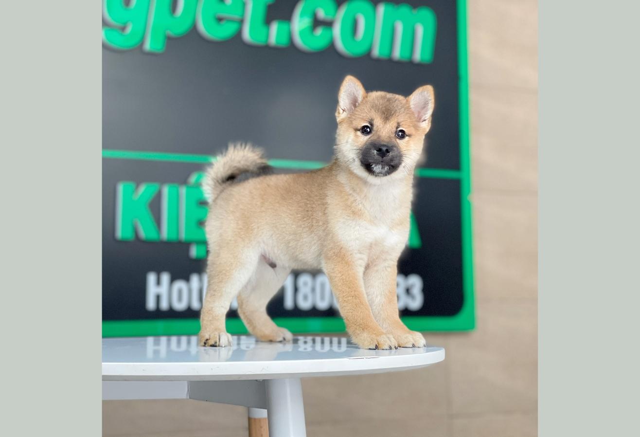 Shiba Inu - Màu Vàng (MS 02)