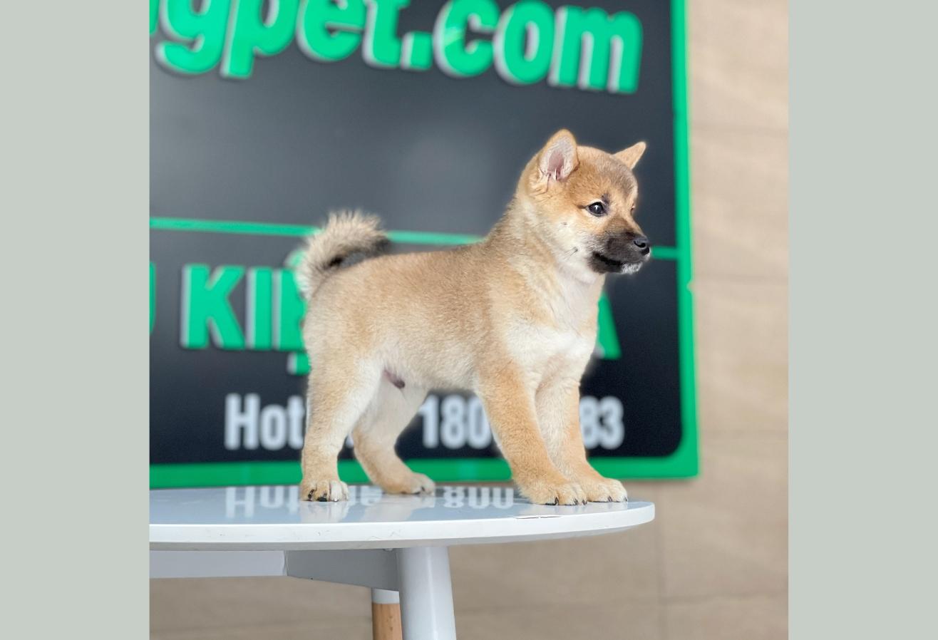 Shiba Inu - Màu Vàng (MS 02)