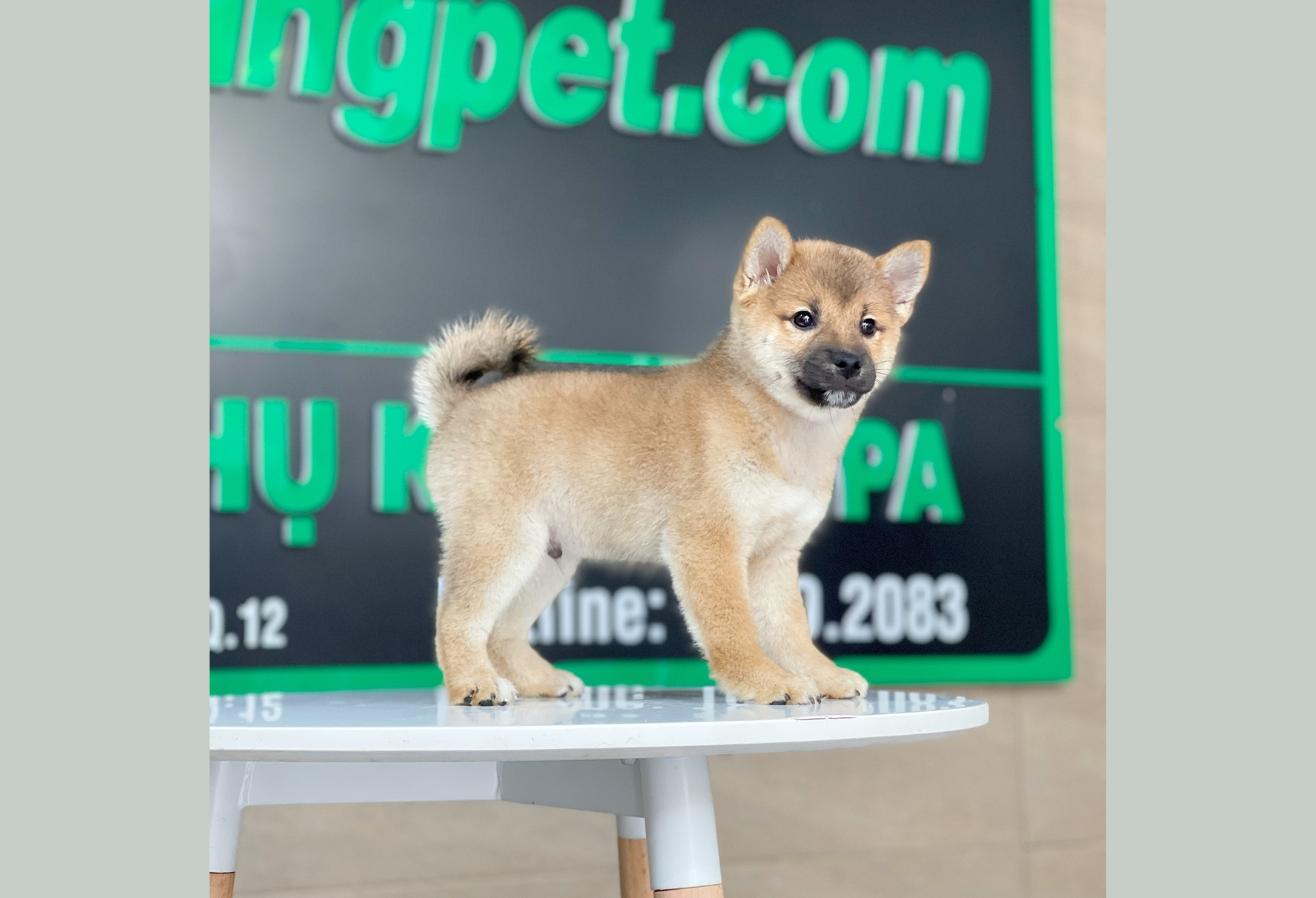 Shiba Inu - Màu Vàng (MS 02)