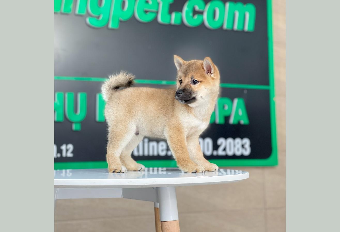 Shiba Inu - Màu Vàng (MS 02)