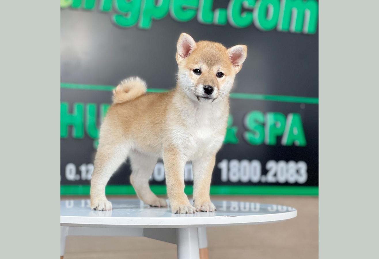 Shiba Inu - Màu Vàng (MS 03)