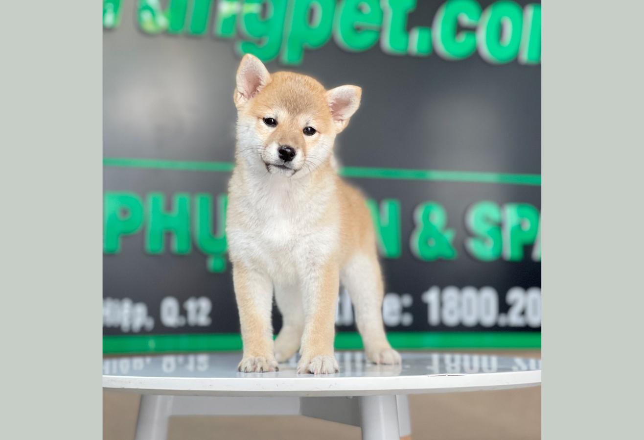 Shiba Inu - Màu Vàng (MS 03)