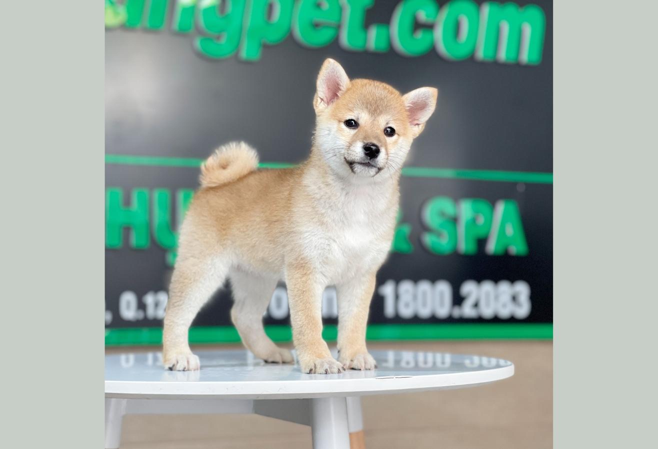 Shiba Inu - Màu Vàng (MS 03)